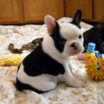 franse bulldog