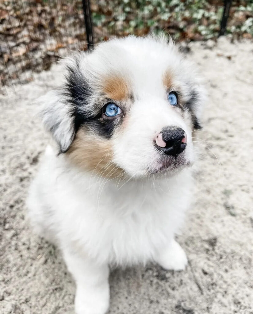 Australian Shepherd