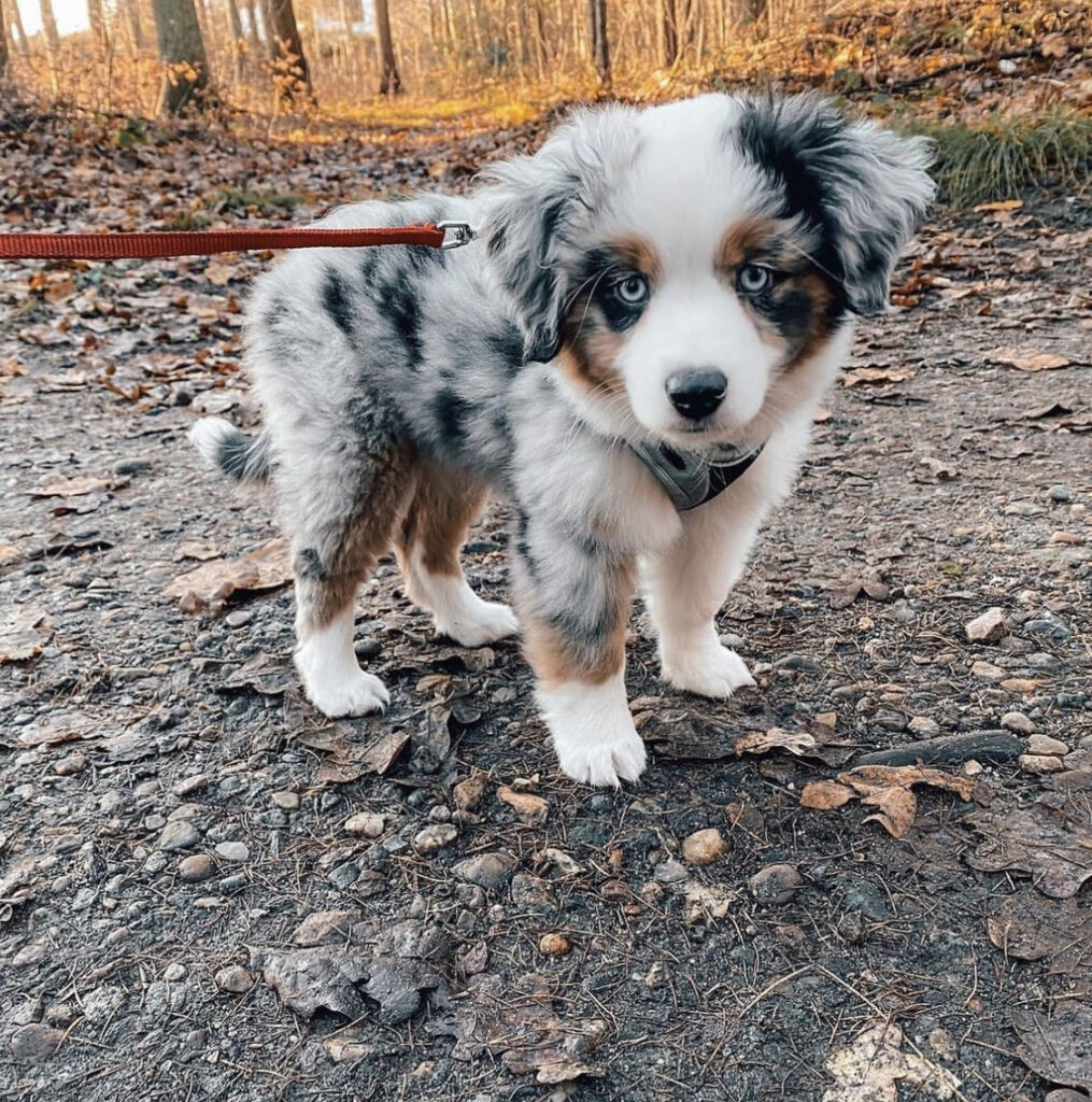 Australian Shepherd