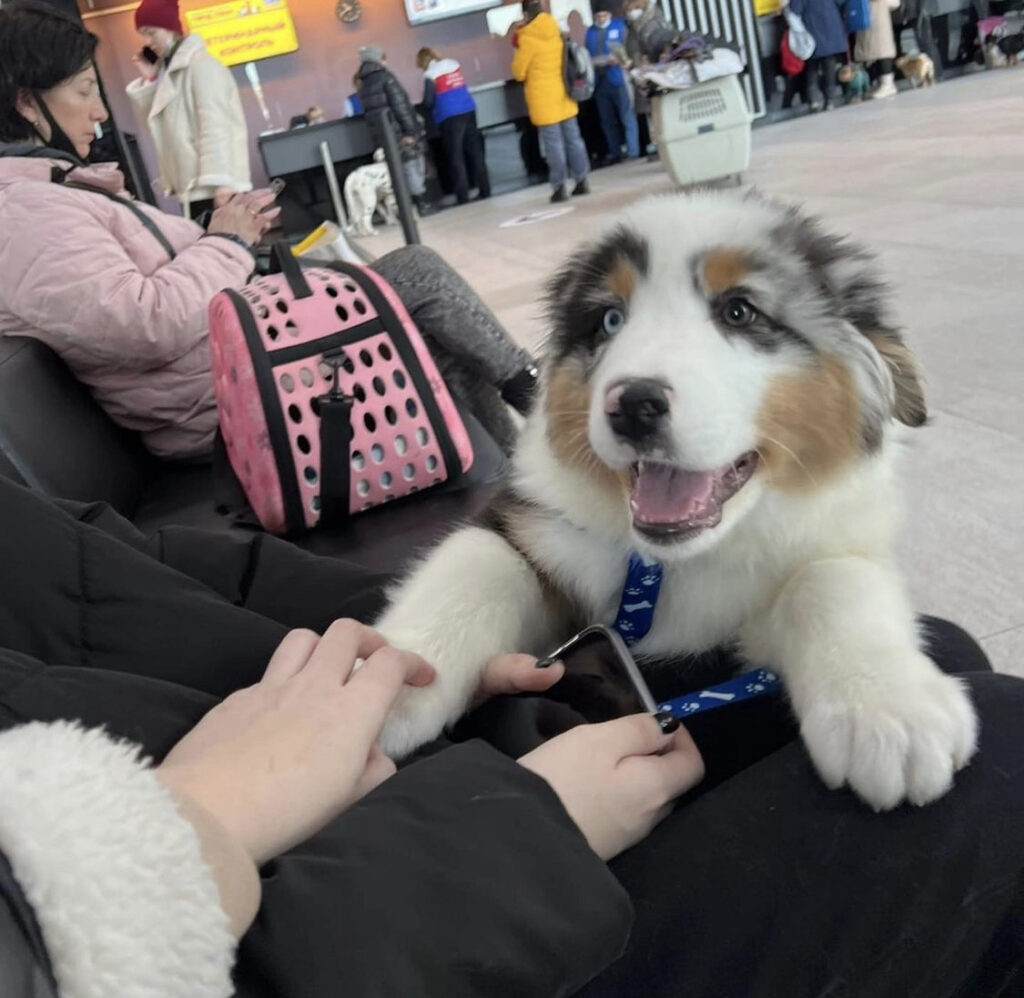 Australian Sheppard Welpen