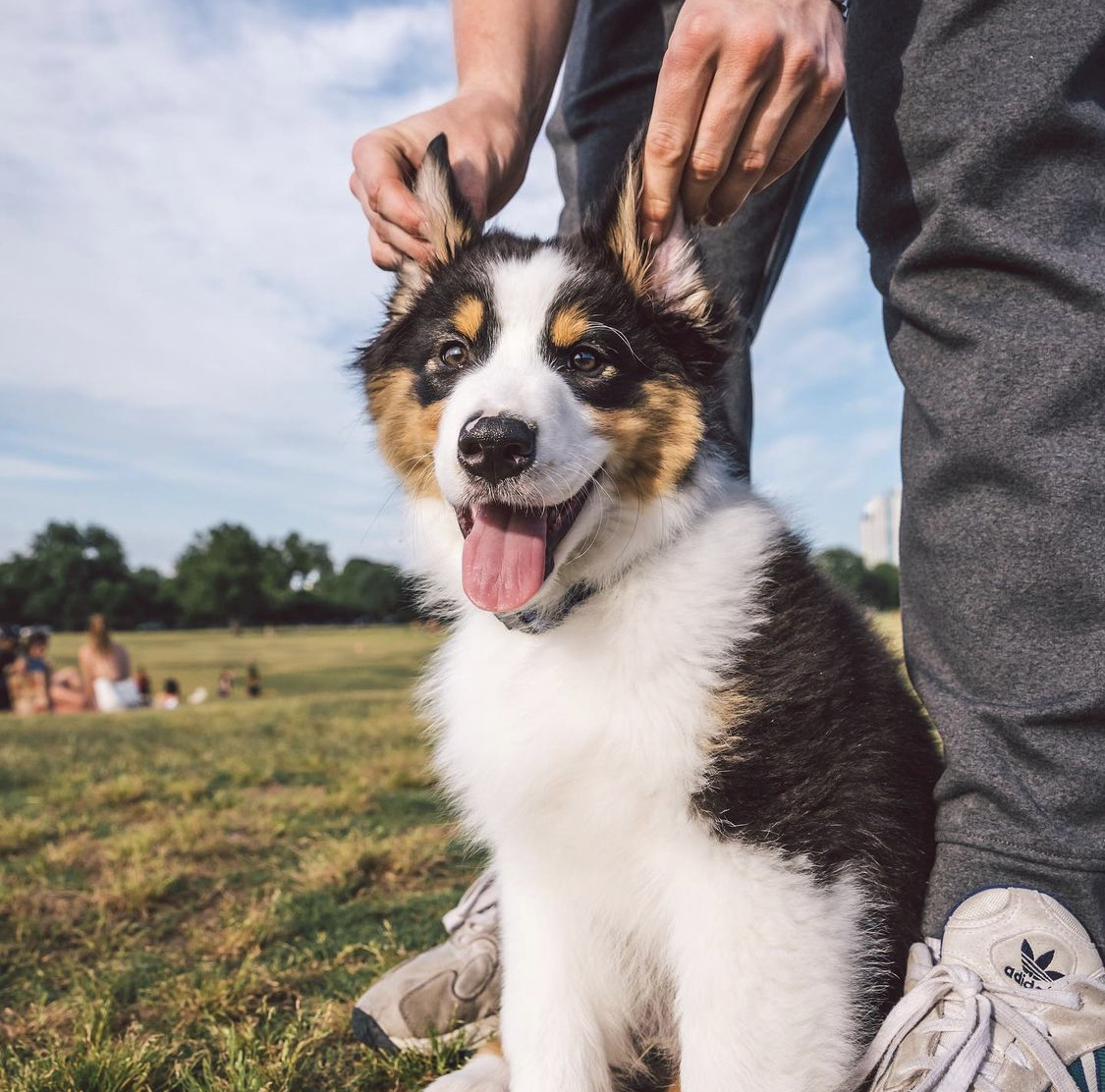 Australian Sheppard Welpen