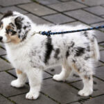 Australian Sheppard Welpen