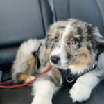 Australian Sheppard Welpen