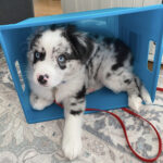 Australian Sheppard Welpen