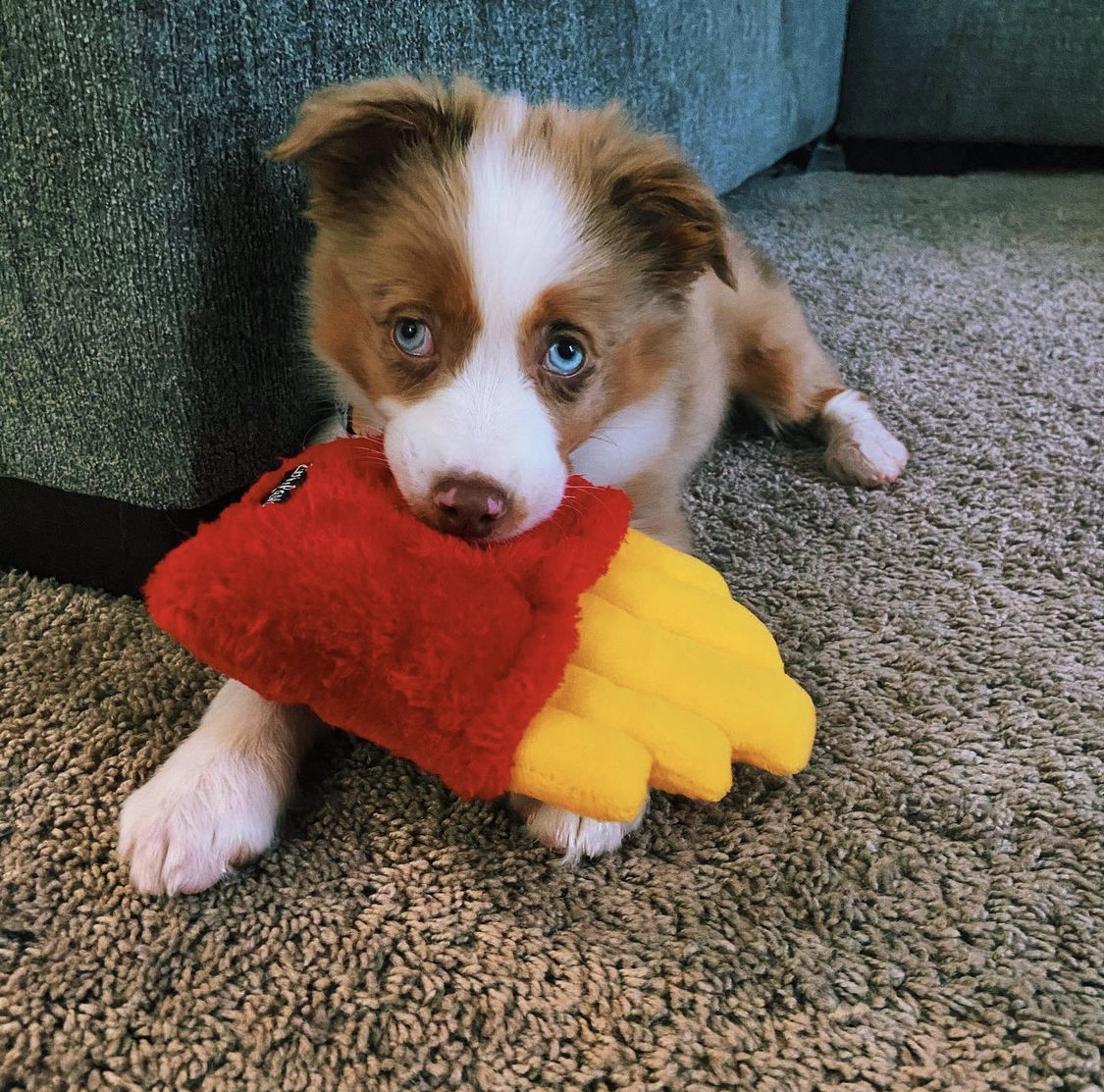 Australian Sheppard Welpen