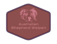 Australian Shepherd Welpen