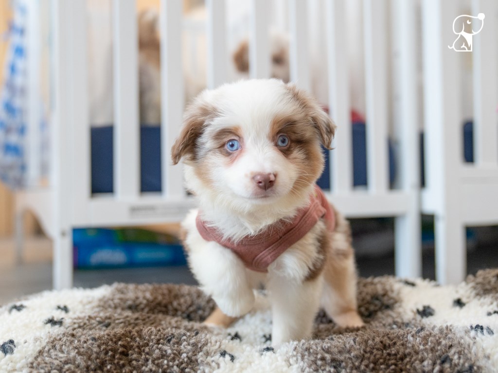 Australian Sheppard Welpen