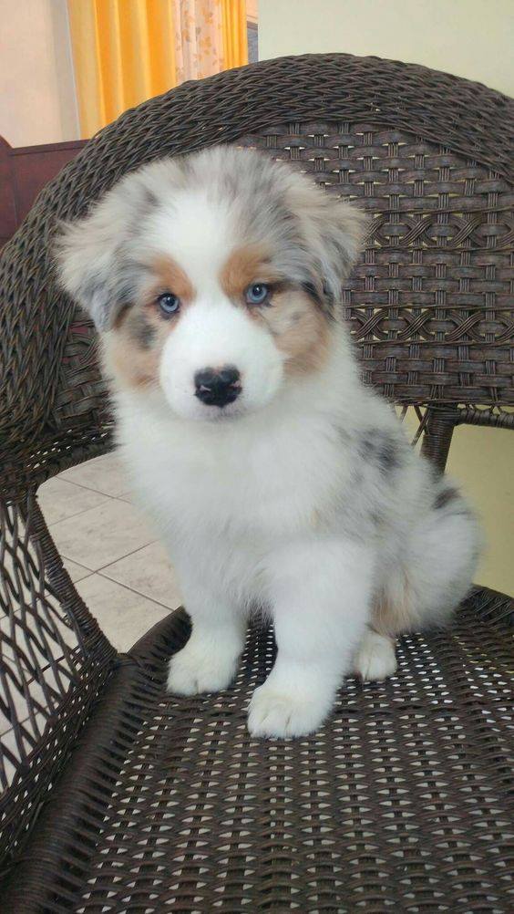 Australian Sheppard Welpen