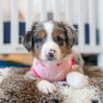 Australian Shepherd