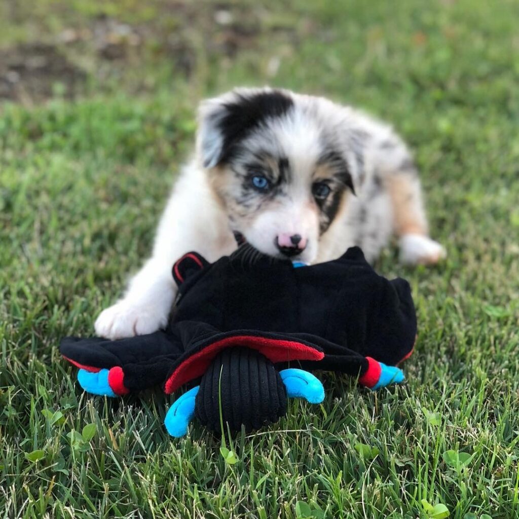 australian shepherd